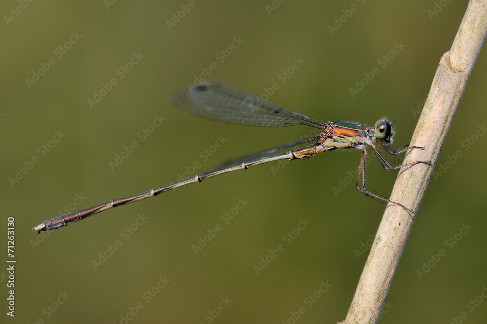 damigella (Lestes parvidens) posata su una canna palustre damigella (Lestes parvidens) posata su una canna palustre