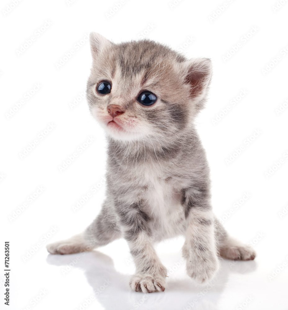 beautiful gray kitten