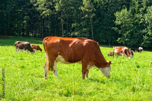 Cows in Field.