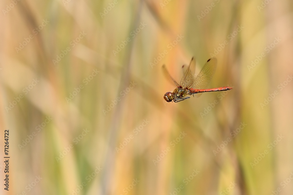 Sympetrum striolatum, male in flight Sympetrum striolatum, male in flight