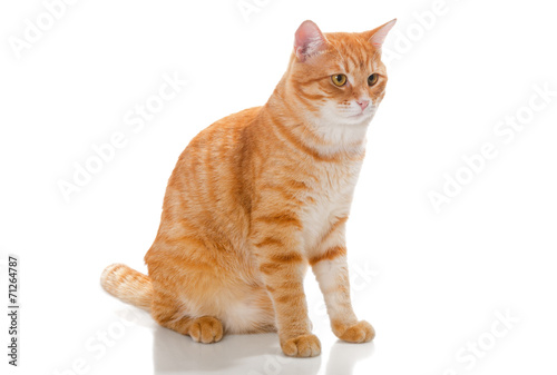 Fototapeta Naklejka Na Ścianę i Meble -  Beautiful orange cat