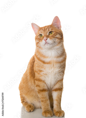 Beautiful orange cat