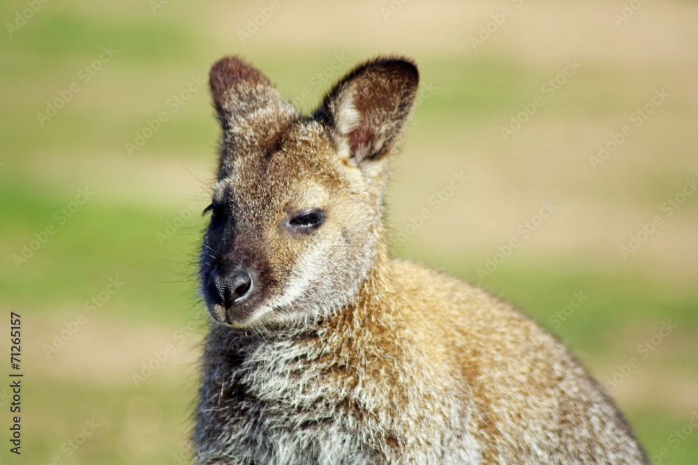 cute wallaby