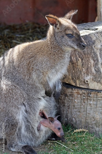 Fototapeta Naklejka Na Ścianę i Meble -  adult wallaby