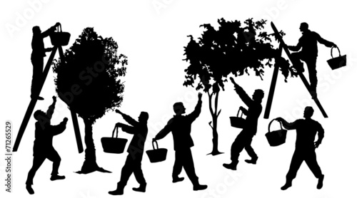 Silhouettes of people harvesting fruit with baskets