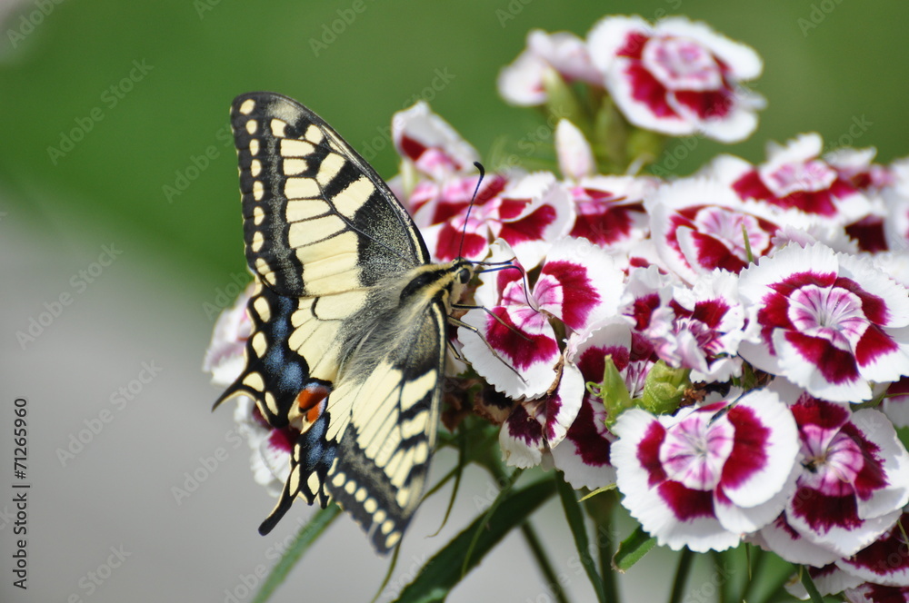 Fototapeta premium Schwalbenschwanz