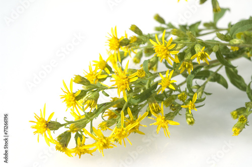 Goldrute; solidago virgaurea; echte, photo