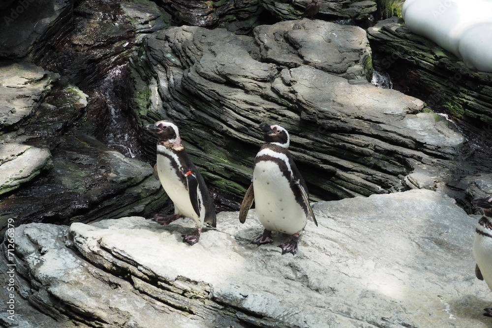 Fototapeta premium poisson