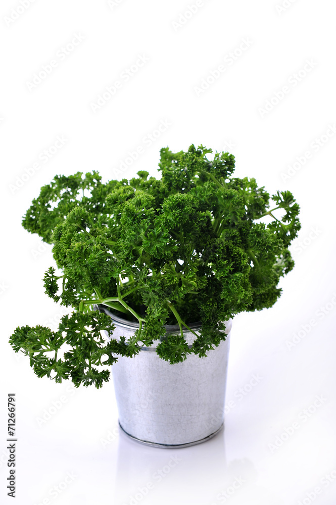 Bunch of fresh green curly parsley. Isolated on white background Bunch of fresh green curly parsley. Isolated on white background