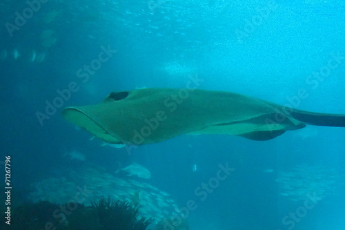 poisson