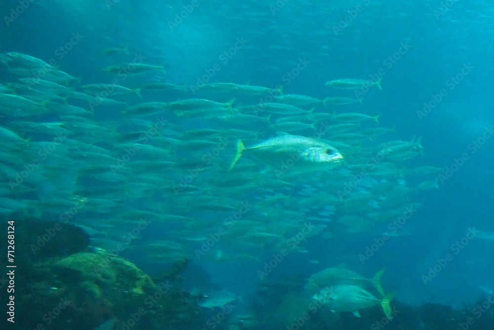 Fototapeta premium poisson