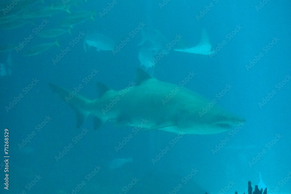 Fototapeta premium poisson