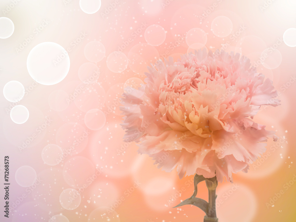carnation flower with sweet color background