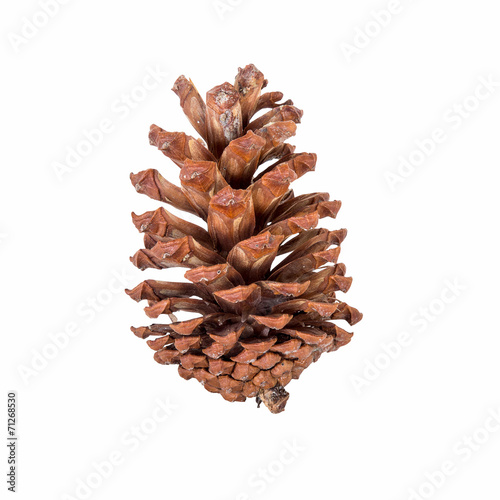 close up pine cone on isolated white, clipping path.