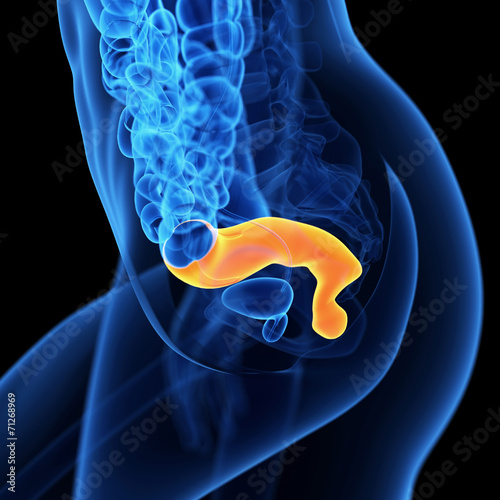 medical 3d illustration of the rectum photo