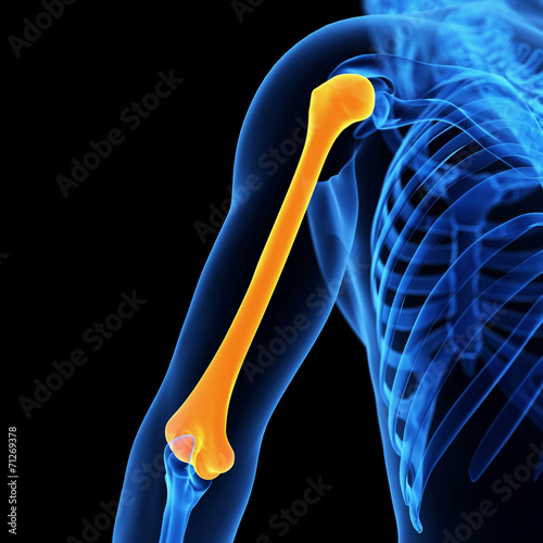 medical 3d illustration of the humerus bone