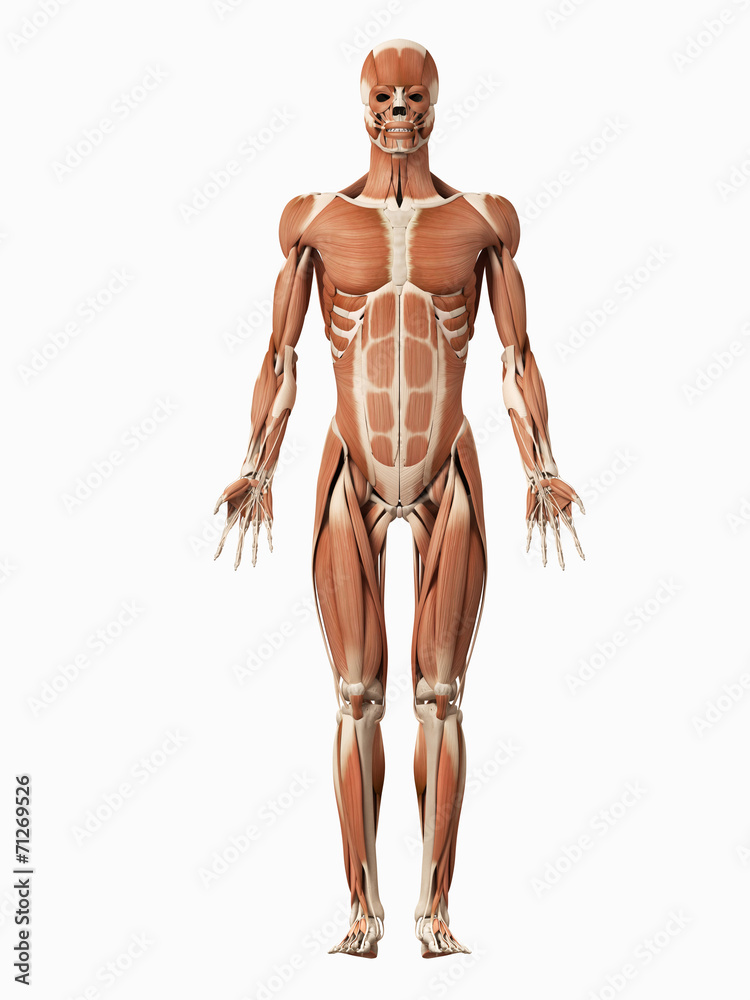 medical 3d illustration of the male muscular system