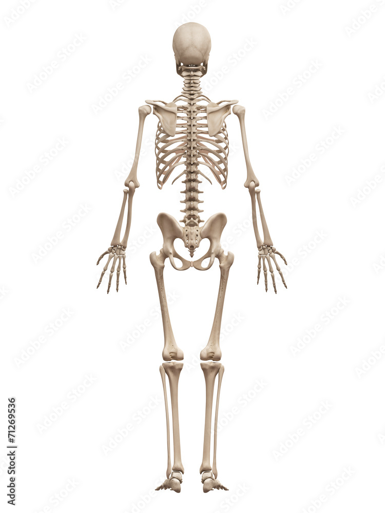 medical 3d illustration of the male skeleton medical 3d illustration of the male skeleton