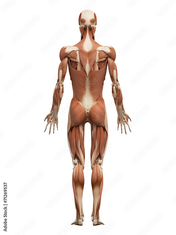 medical 3d illustration of the male muscular system medical 3d illustration of the male muscular system
