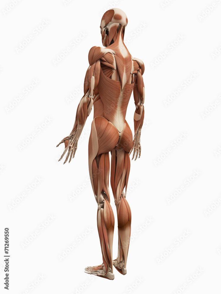 medical 3d illustration of the male muscular system medical 3d illustration of the male muscular system