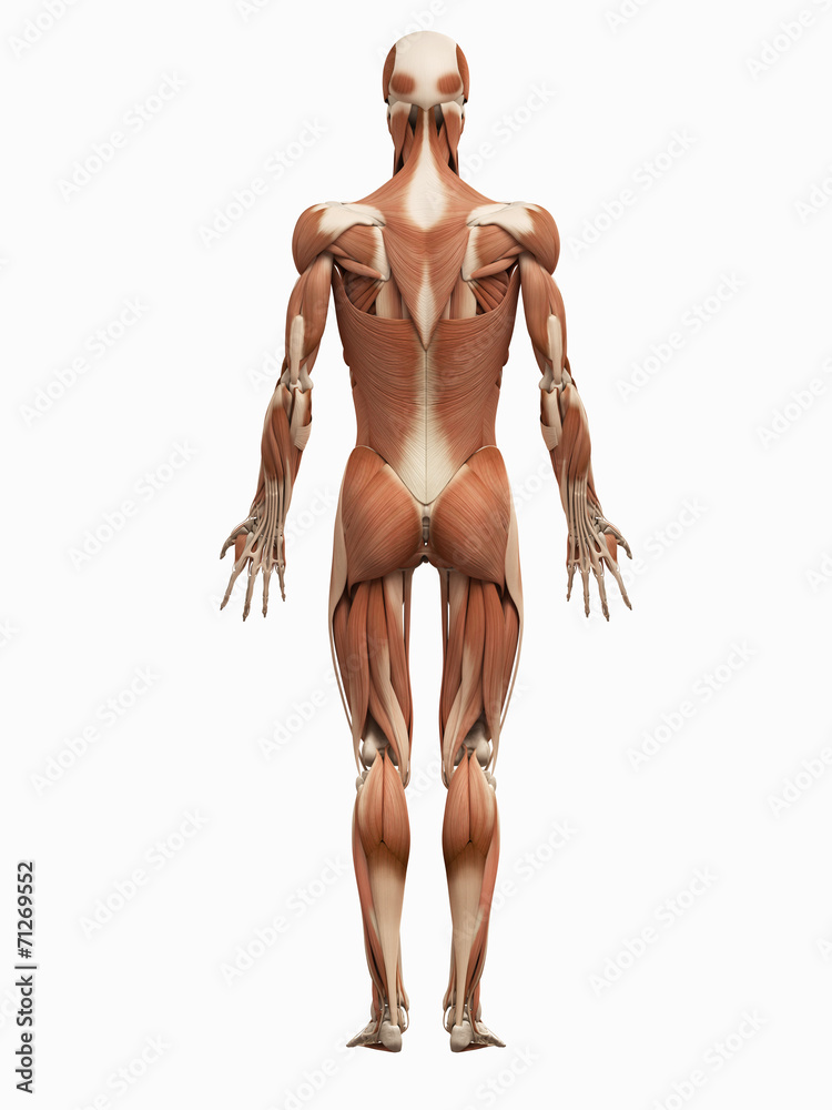 medical 3d illustration of the male muscular system