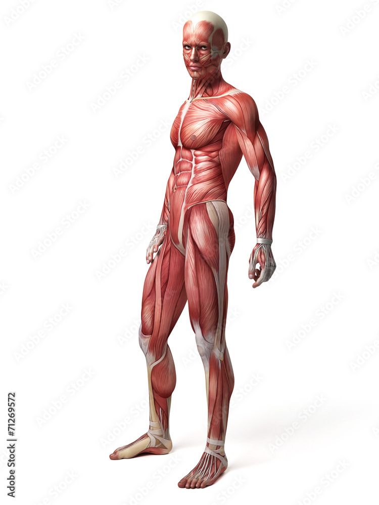 medical 3d illustration of the male muscular system medical 3d illustration of the male muscular system