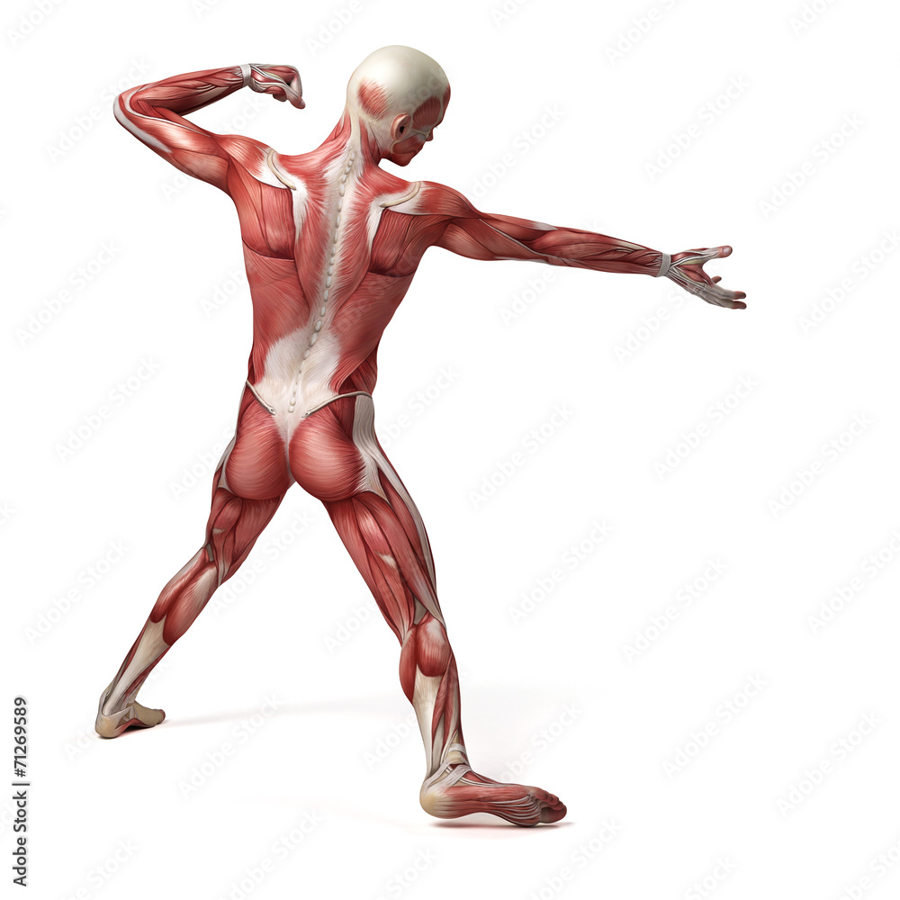 medical 3d illustration of the male muscular system medical 3d illustration of the male muscular system