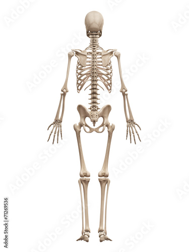 medical 3d illustration of the male skeleton © Sebastian Kaulitzki