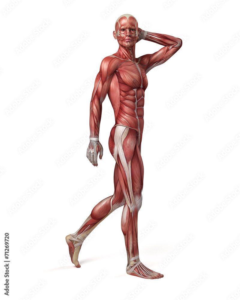 medical 3d illustration of the male muscular system medical 3d illustration of the male muscular system