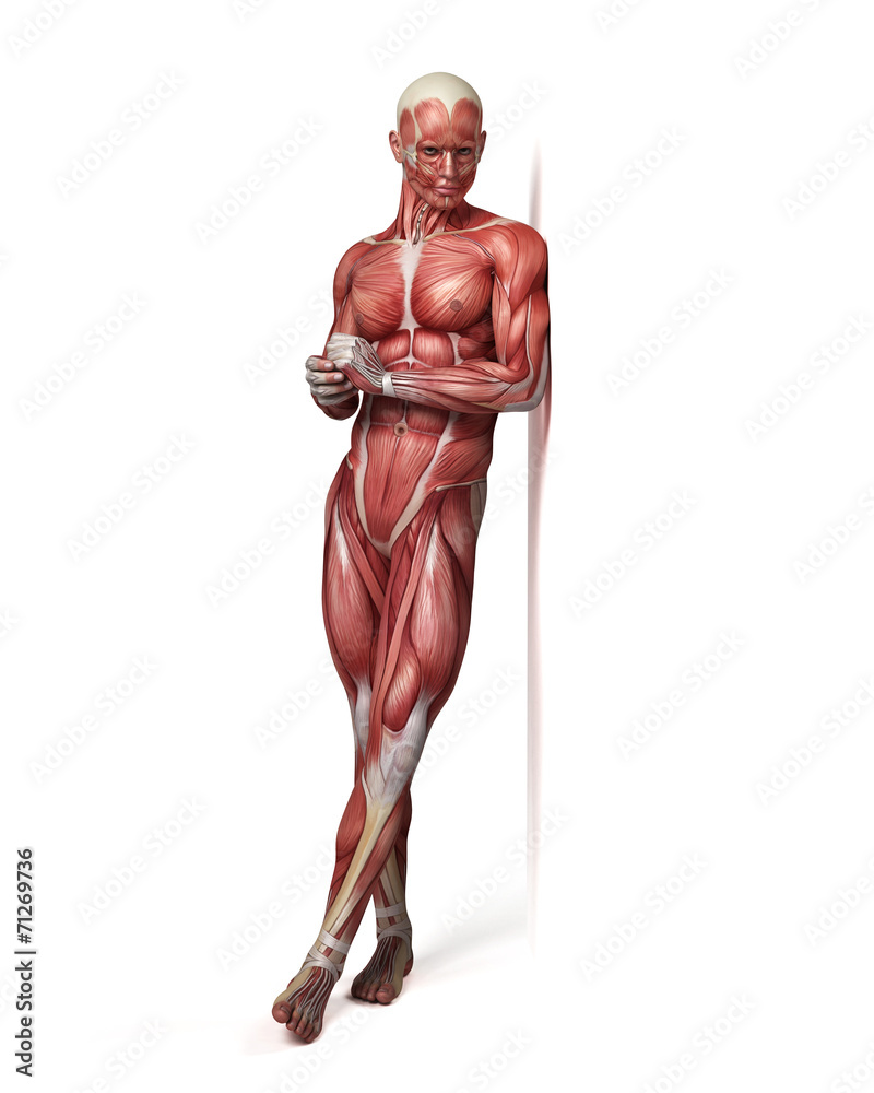 medical 3d illustration of the male muscular system