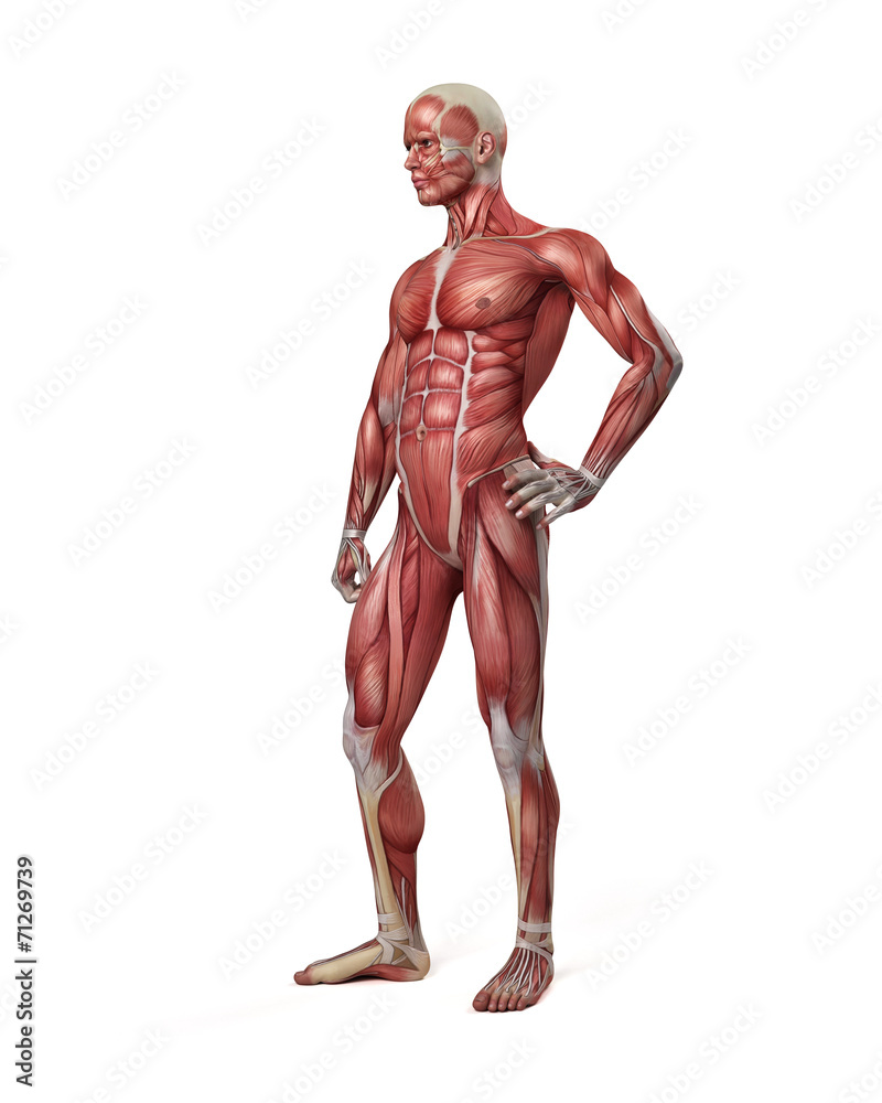 medical 3d illustration of the male muscular system