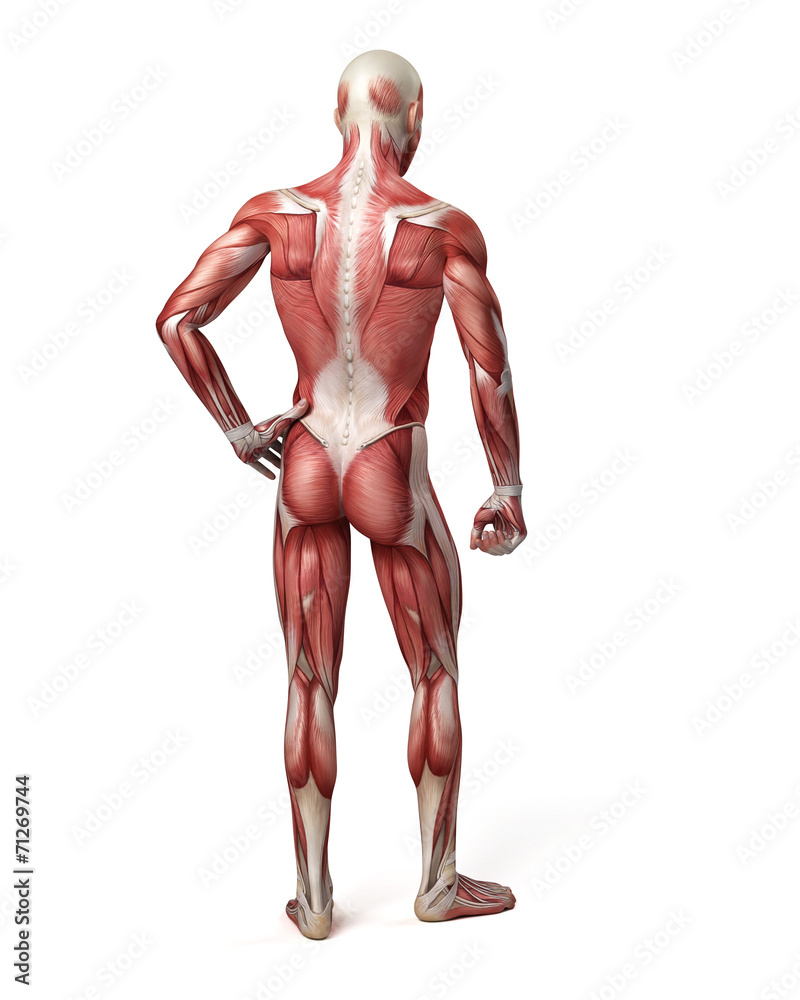 medical 3d illustration of the male muscular system