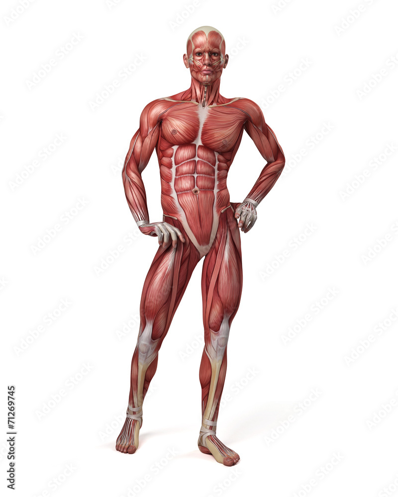medical 3d illustration of the male muscular system