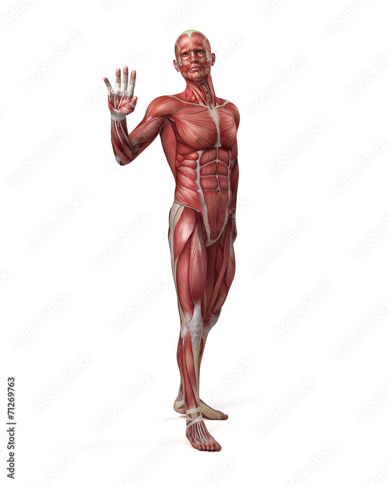 medical 3d illustration of the male muscular system medical 3d illustration of the male muscular system