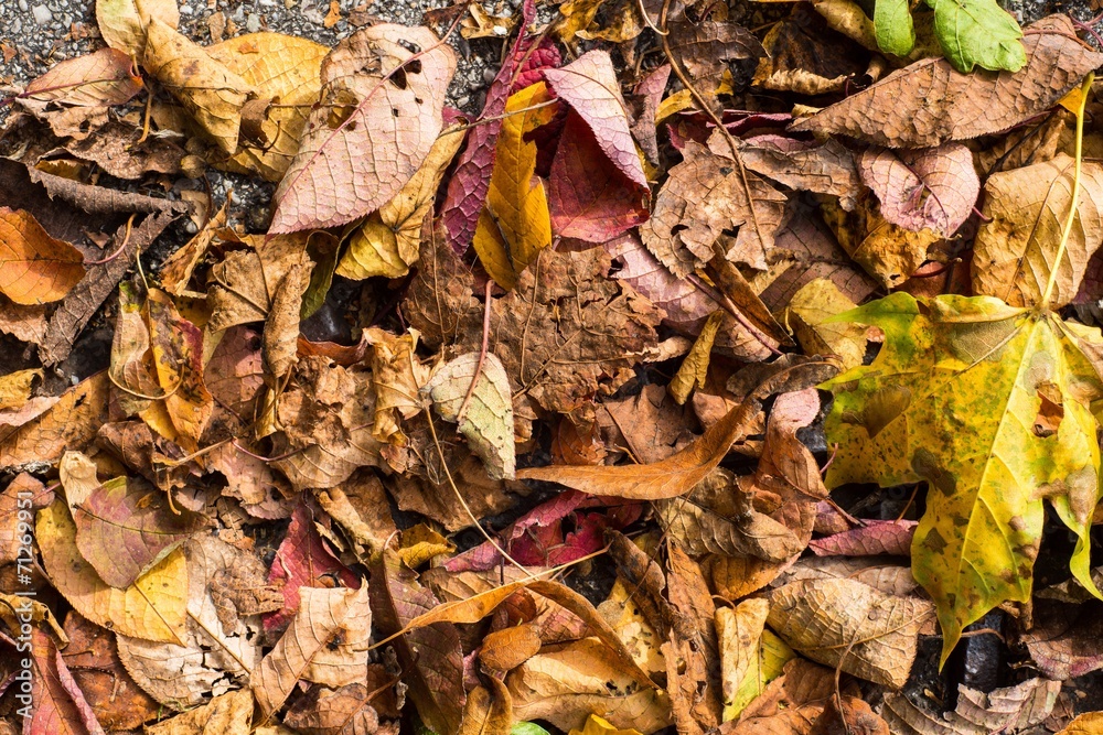 Herbstlaub