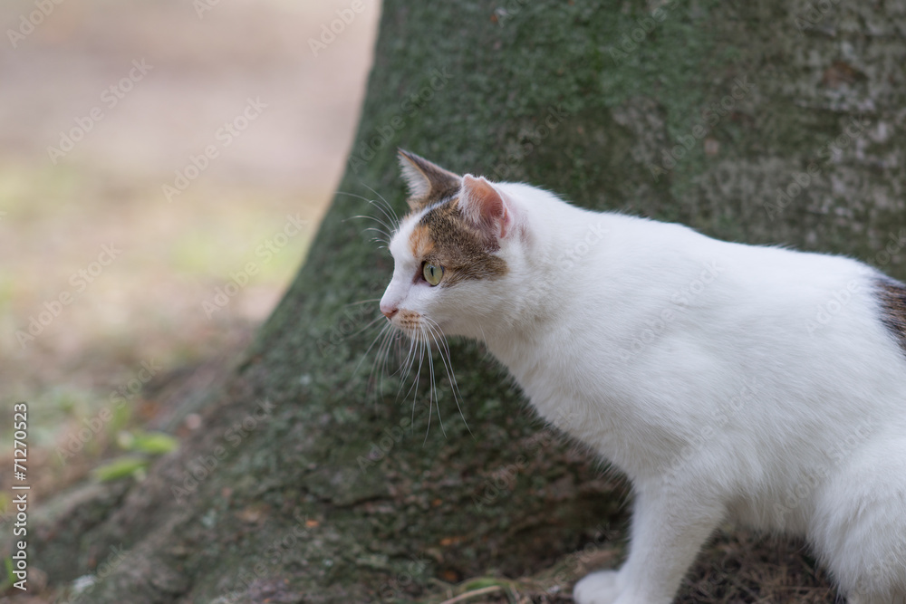 木の下ののらねこ