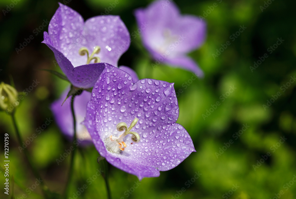 Fototapeta premium Вluebells with drops of dew