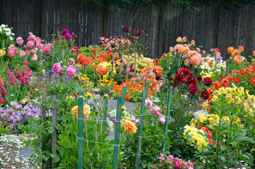 Keuken achterwand Dahlia Kleurrijke dahlia's in tuinpracht  © perlphoto