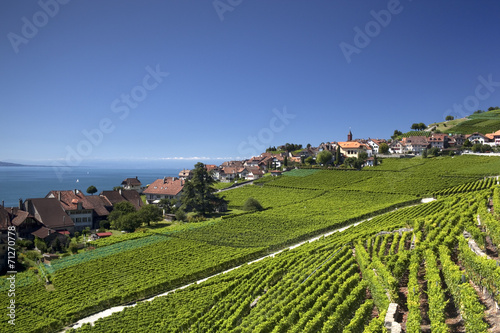 View over lake Geneva from the Lavaux vines.