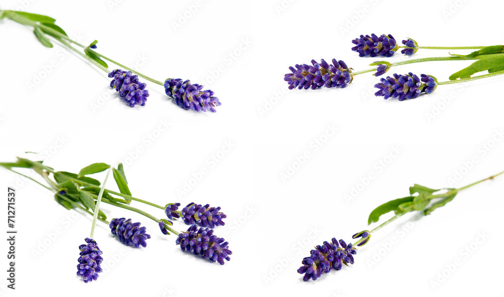 Obraz premium Lavender
