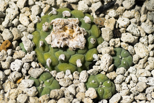Lophophora tiegleri, Cactaceae, Mexico photo