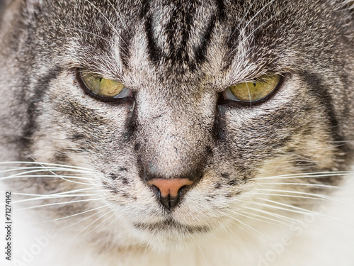 Cranky Cat Portrait