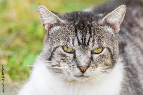 Cranky Cat Portrait