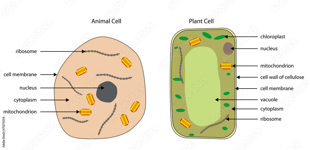 Diagrams of animal and plant cells Stock Vector | Adobe Stock