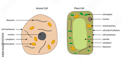 Diagrams of animal and plant cells