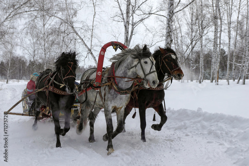 Three horses pulling sleds