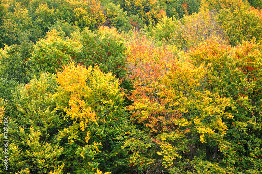 Colourful autumn forest trees