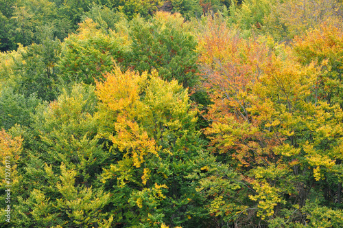 Colourful autumn forest trees