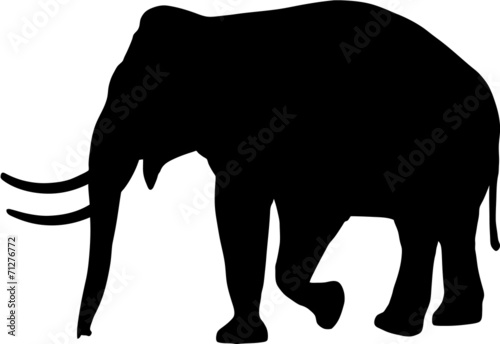Photography elephant silhouette