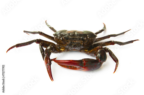living freshwater crab on a white background